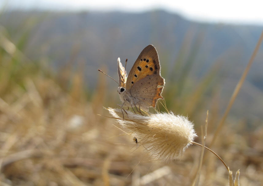 Eleganza alata